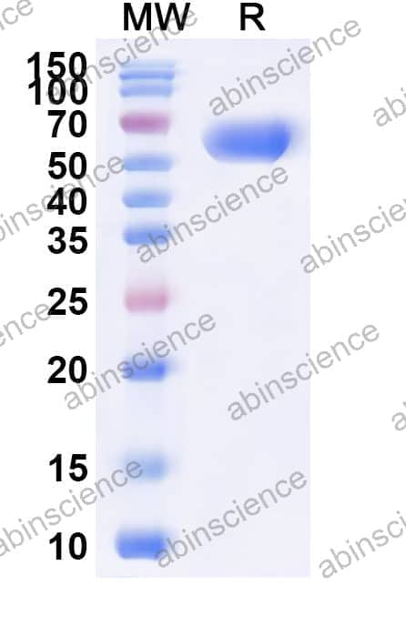 Mouse CXADR Recombinant Protein (C-Fc)