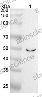 Anti-Mouse F2RL1 Polyclonal Antibody