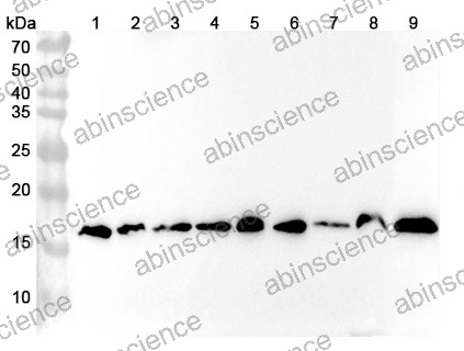 Anti-Mouse PPIA Polyclonal Antibody