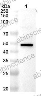 Anti-Mouse CD83 Polyclonal Antibody