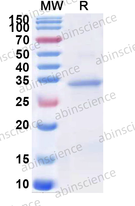 Mouse CASP9/Caspase 9 Recombinant Protein