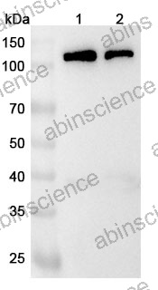 Anti-Mouse BCAR1 Polyclonal Antibody