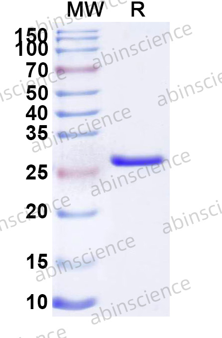 Mouse CASP7 Recombinant Protein (N-His)