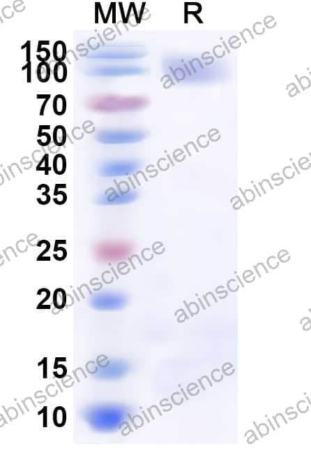 Recombinant Mouse CD115/CSF1R Protein, C-His