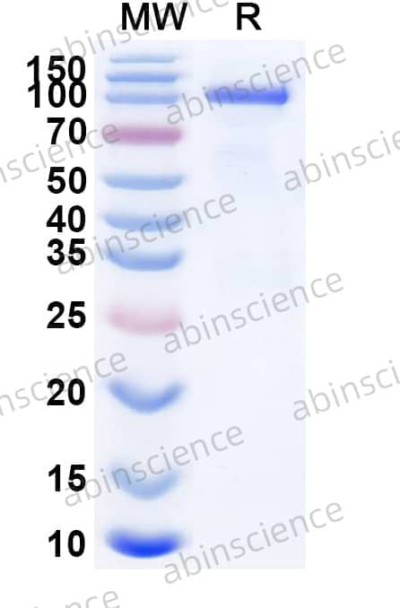 Mouse CD71/TFRC Recombinant Protein (C-Fc)