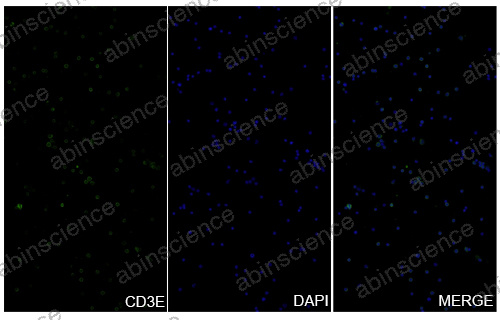 Anti-Mouse CD3 epsilon Recombinant Antibody (145-2C11)