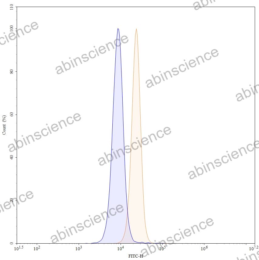 Anti-Mouse MAPT/Tau/PHF-tau Recombinant Antibody (TAU-5)