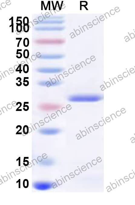 Mouse CD220/INSR Recombinant Protein (N-His)