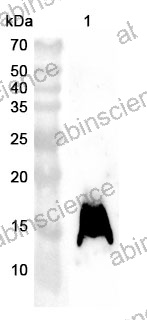 Anti-Mouse FABP1 Polyclonal Antibody