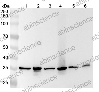 Anti-Mouse ANXA1 Polyclonal Antibody