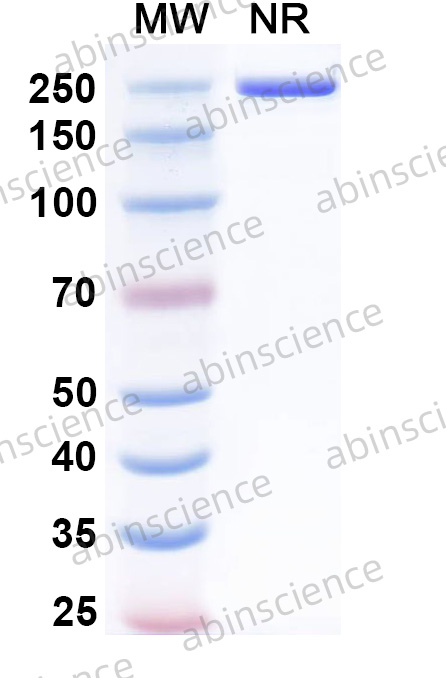Anti-Mouse CD3 & CD20 Bispecific Recombinant Antibody (145-2C11& MB20-11)