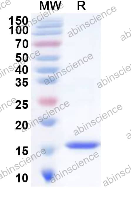 Mouse FDX1 Recombinant Protein (N-His)