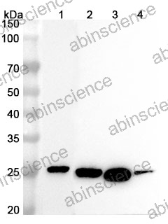 Anti-Mouse HSPB1/HSP27 Polyclonal Antibody