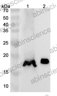 Anti-Mouse RNASE1 Polyclonal Antibody
