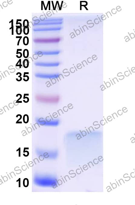 Anti-Mouse TACSTD2/TROP2 Recombinant Antibody (SAA2567)