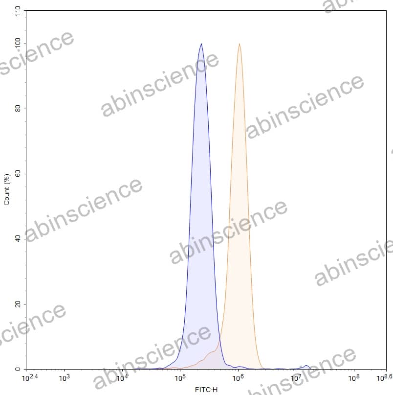 Anti-Mouse MMP3 Recombinant Antibody (CH01)