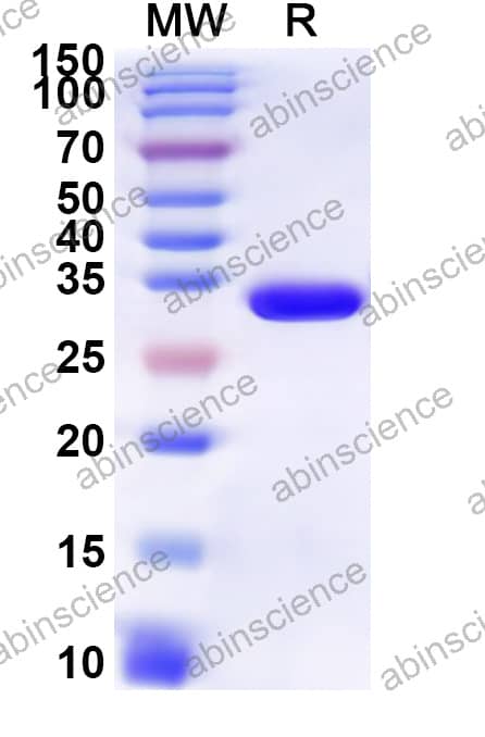 Mouse HTR1A Recombinant Protein (N-His-KSI)