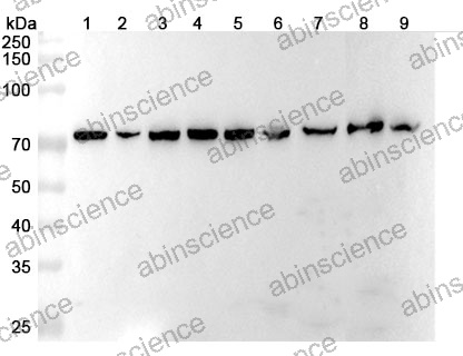 Anti Arabidopsis HSP70 Polyclonal Antibody