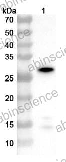 Anti-Nicotiana tabacum Endochitinase Polycloanl Antibody