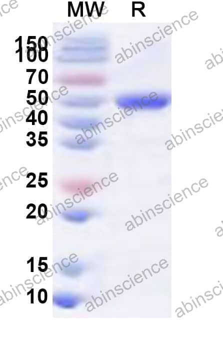 Arabidopsis rbcL Recombinant Protein (N-His)