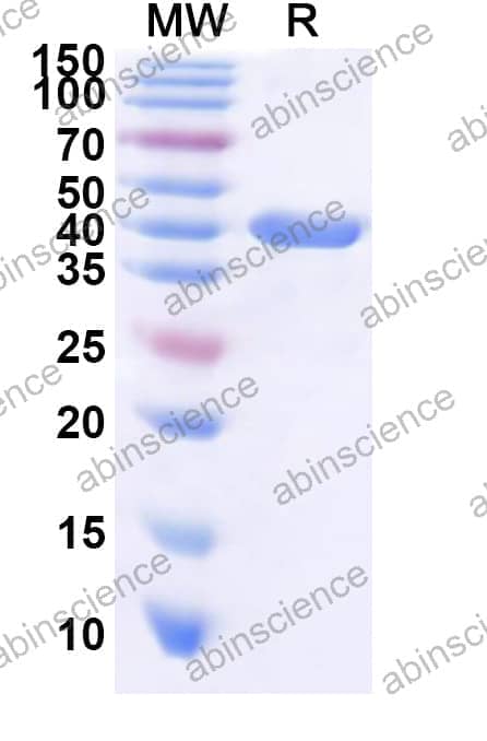 Arabidopsis MPK6 Recombinant Protein (N-His)