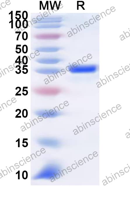 Rice CENH3 Recombinant Protein (N-GST & C-His)