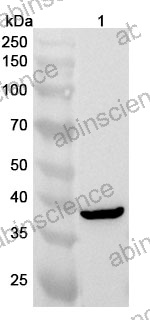 Anti-HAO1 Polyclonal Antibody