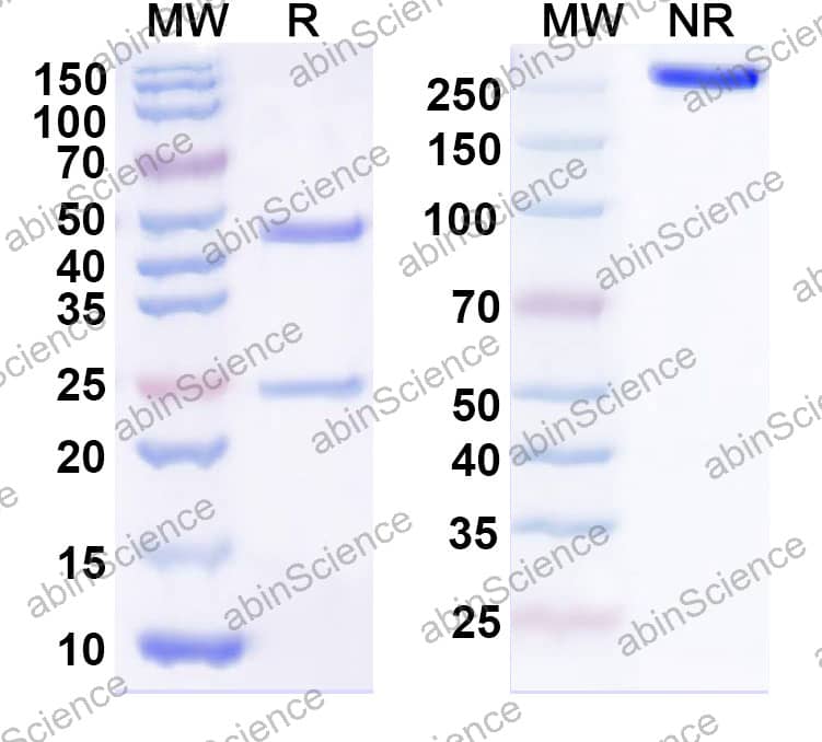 Rat IgG1 lambda Isotype Control antibody (SPE-7)