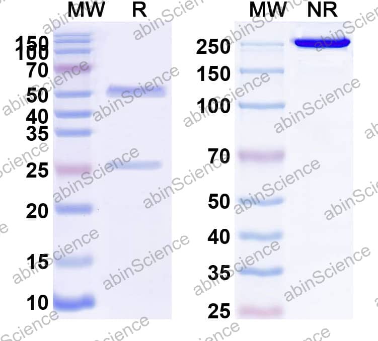 Rat IgG2a lambda Isotype Control antibody (SPE-7)