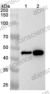 Anti-Rat CD192/CCR2 Polyclonal Antibody
