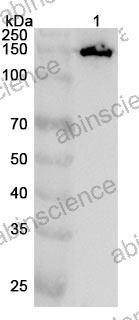 Anti-Rat RBP3 Polyclonal Antibody