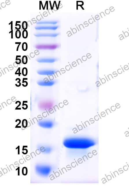 Rat BMP2 Recombinant Protein (N-His)