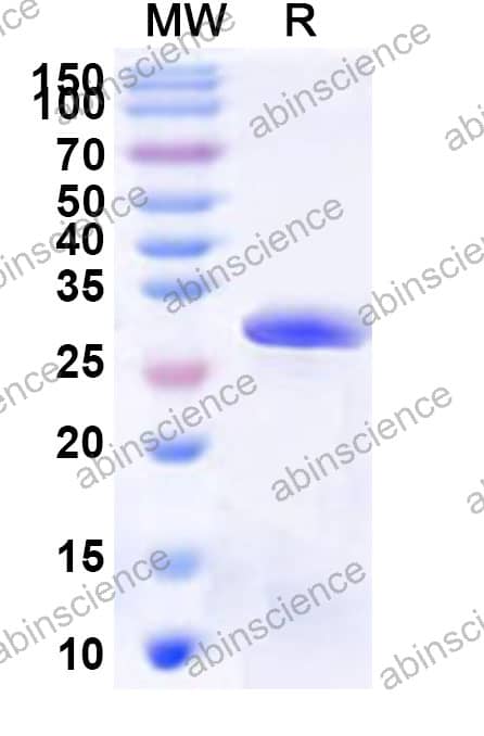 Rat HTR1A Recombinant Protein (N-His-KSI)