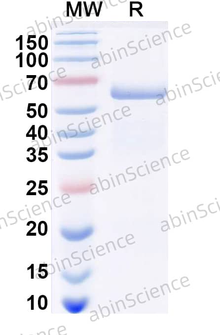Recombinant AAV-8 Capsid Protein, no tag