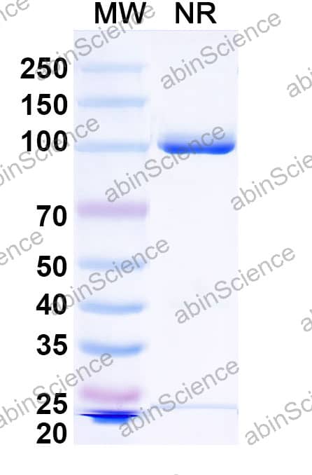 Anti-HSV Glycoprotein B/gB Antibody (Nb1_gbHSV)