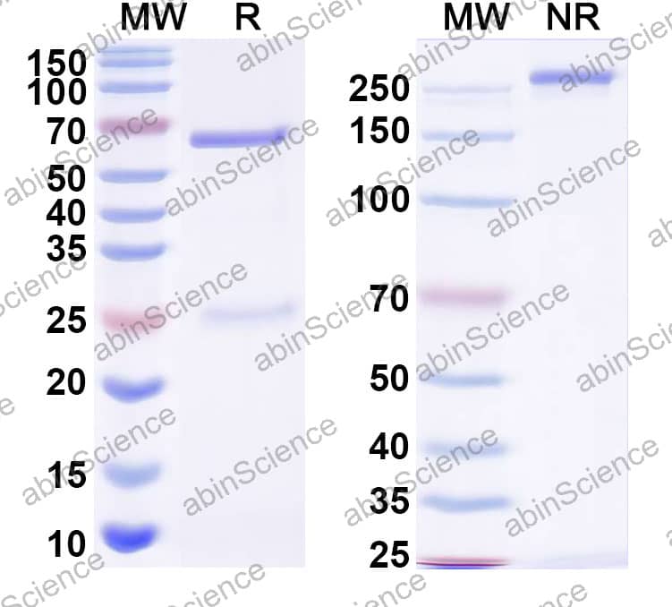 Anti-HSV Glycoprotein B/gB Recombinant Antibody (SAA2517)