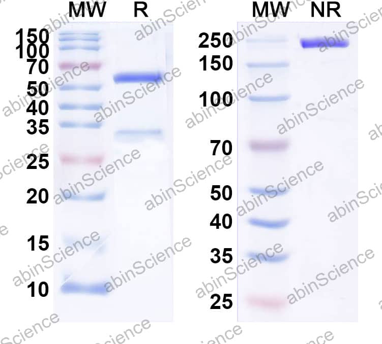 Anti-HPIV-3 Fusion glycoprotein F0 Antibody (SAA2555)