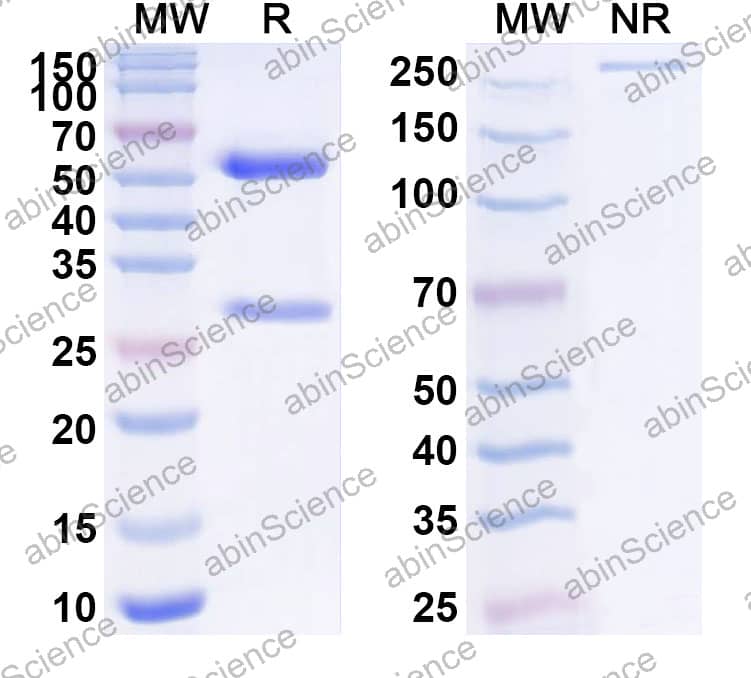 Anti-HPIV-1 Fusion glycoprotein F0 Antibody (SAA2556)