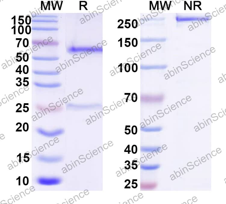 Anti-HPIV-3 Fusion glycoprotein F0 Antibody (PIA174)