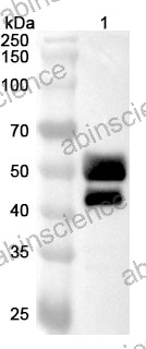 Anti-Oropouche virus/OROV Glycoprotein G1 Polyclonal Antibody