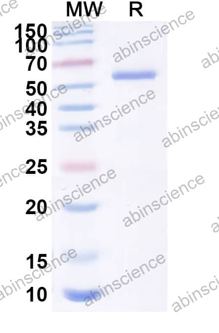 LCMV Pre-glycoprotein polyprotein GP complex Recombinant Protein (C-Fc)