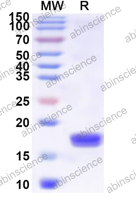 Recombinant Sapporo virus 3CL Protein, N-His