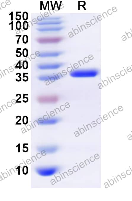 Recombinant FPV NS1 Protein, N-His