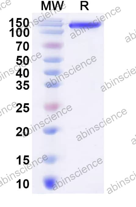 FHV-1 glycoprotein C/gC Recombinant Protein (C-Fc)