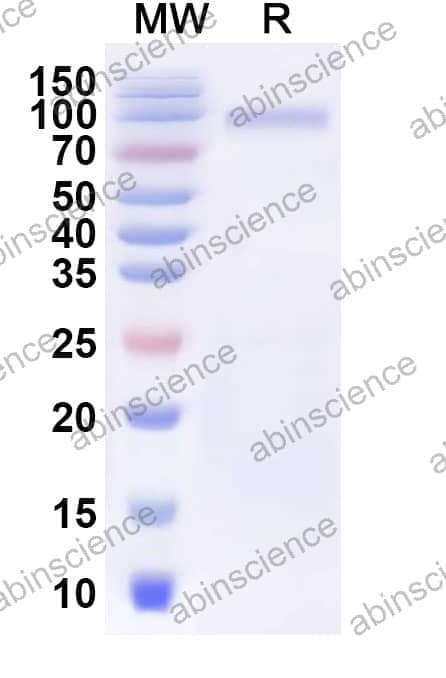 FHV-1 glycoprotein E/gE Recombinant Protein (C-Fc)