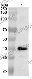 Anti-VEEV Spike glycoprotein E2 Polyclonal Antibody