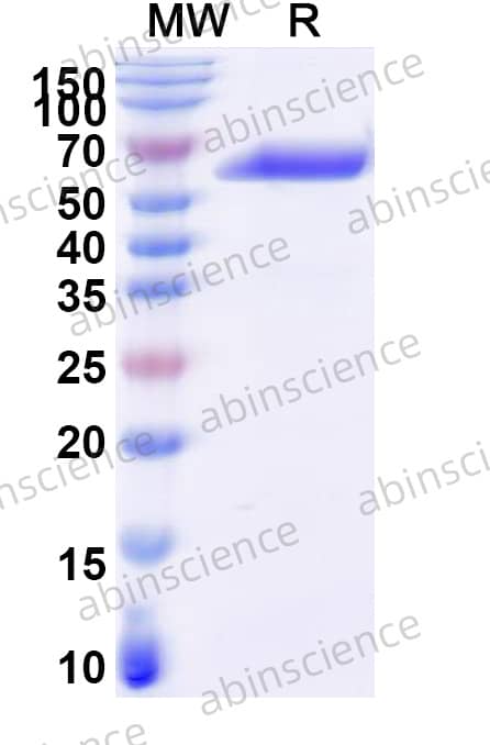 CPXV vCCI Recombinant Protein (C-Fc)