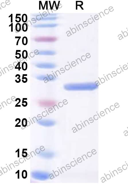 CPXV OPG188 Recombinant Protein (N-His)