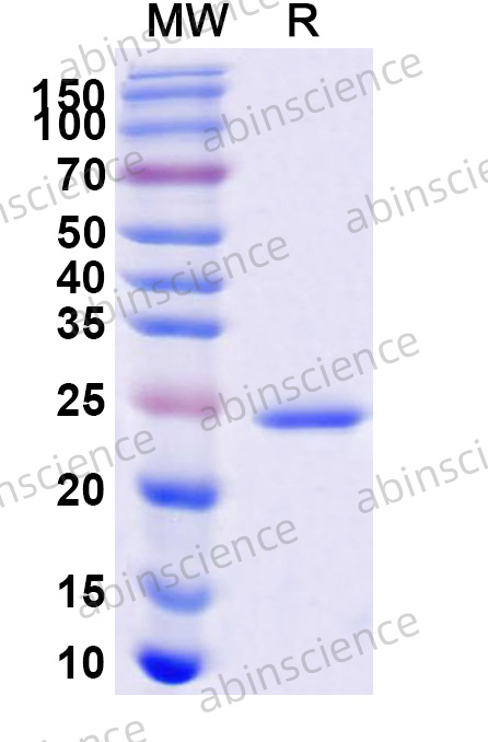 Recombinant MERS-CoV nsp8 Protein, N-His