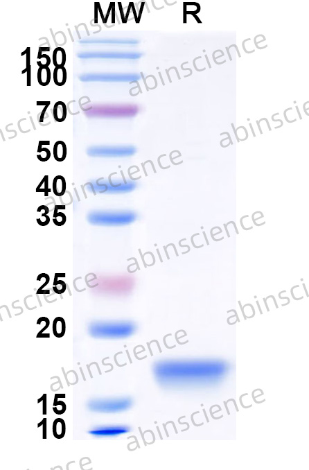 Recombinant MERS-CoV nsp9 Protein, N-His